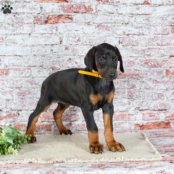Macy, Doberman Pinscher Puppy